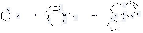 4-hydroxy-butyraldehyde cyclohemiacetal and 5-(chloromethyl)-4,6,11-trioxa-1-aza-5-silabicyclo[3_3_3]undecane can be used to produce 1-(tetrahydrofuroxyl)-2-carba-3-oxahomosilatrane.